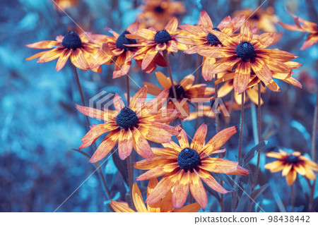 Vintage blossoming Rudbeckia hirta (Black-eyed Susan) flowers in the garden in summer 98438442