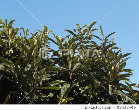 Biwa flower blooming in winter 98438449