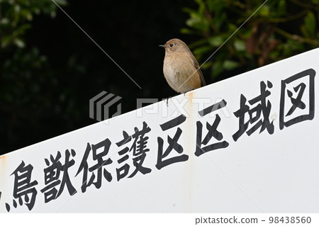一隻雌性紅尾鴝棲息在鳥類保護區的標誌上。 98438560