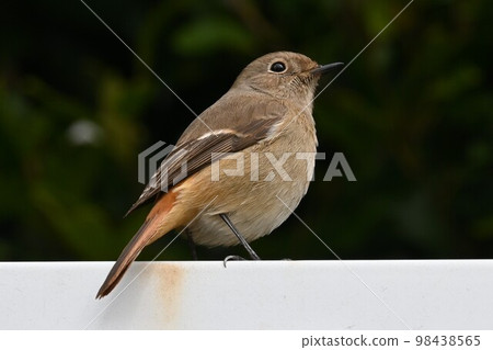 A female redstart perched on a bird sanctuary sign. 98438565