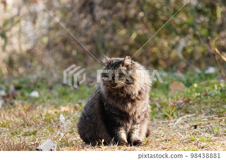 一隻可愛的本地貓 Kijitoramesu 呼籲大米 一隻可愛的本地貓 Kijitoramesu 呼籲大米 98438881