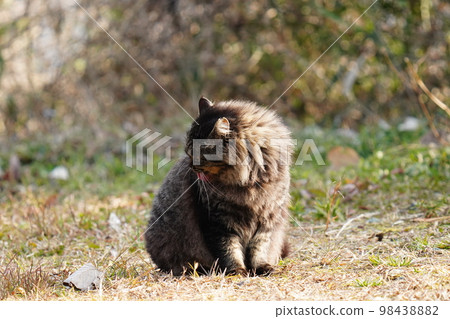 一隻可愛的本地貓 Kijitoramesu 呼籲大米 98438882