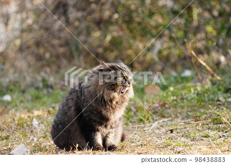 一隻可愛的本地貓 Kijitoramesu 呼籲大米 98438883