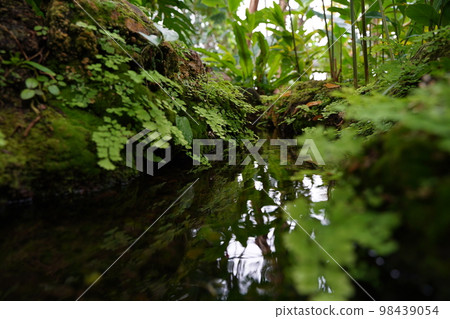 夢之島熱帶植物博物館，夢之島，垃圾填埋場，東京，江東區，日本，夢之島公園， 98439054