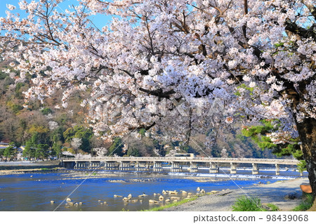 【京都】櫻花盛開與嵐山渡月橋 98439068