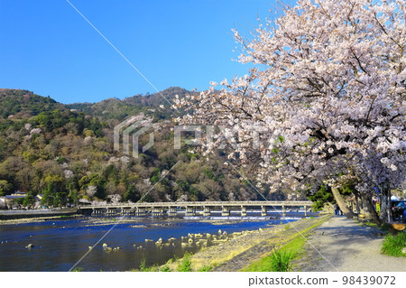 【京都】櫻花盛開與嵐山渡月橋 98439072