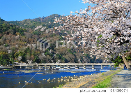 [Kyoto] Cherry blossoms in full bloom and Arashiyama Togetsu Bridge 98439074