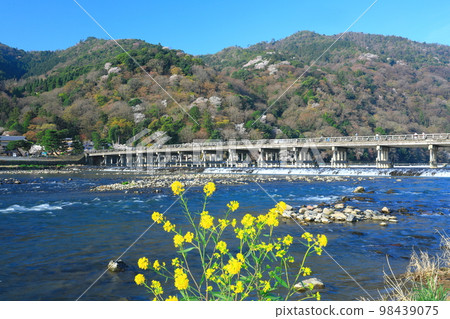 [Kyoto] Arashiyama Togetsu Bridge and rape blossoms in full bloom 98439075