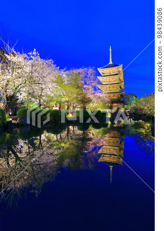 [Kyoto] Cherry blossoms in full bloom at Toji Temple (special night visit) 98439086