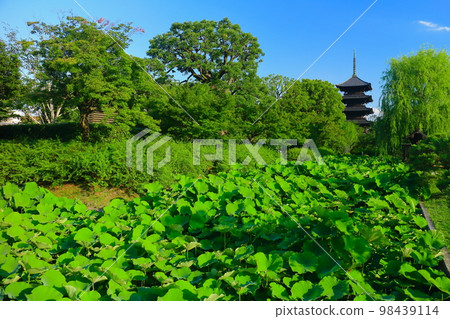 【京都府】鮮綠東寺五層寶塔 98439114