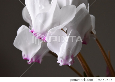 仙客來花 98439627