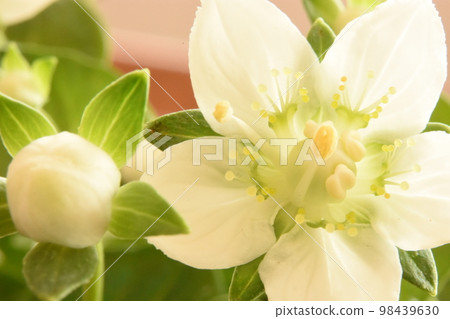 Umebachisou's flower Umebachisou's flower 98439630
