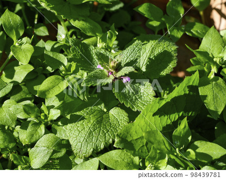 Himeodoricosoum Himeodoricosoum 98439781