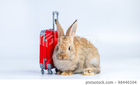 Adorable and cute new born rabbit. baby cute rabbit or new born adorable bunny. Easter Bunny. Adorable and cute new born rabbit. baby cute rabbit or new born adorable bunny. Easter Bunny. 98440104