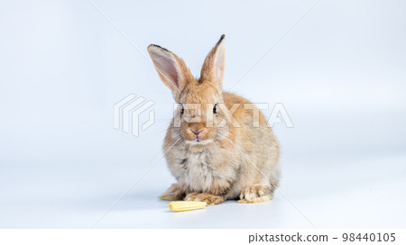 Adorable and cute new born rabbit. baby cute rabbit or new born adorable bunny. Easter Bunny. Adorable and cute new born rabbit. baby cute rabbit or new born adorable bunny. Easter Bunny. 98440105