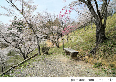 藍天和櫻花_蘭丸故鄉之森 藍天和櫻花_蘭丸故鄉之森 98440218