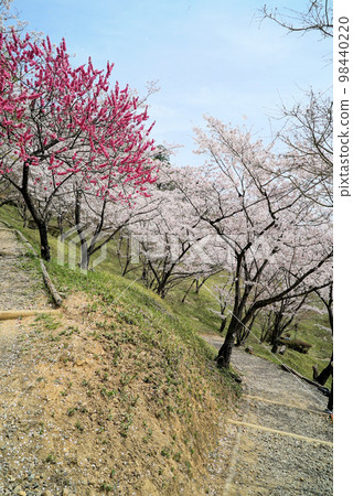 Blue sky and cherry trees_Ranmaru Furusato no Mori 98440220