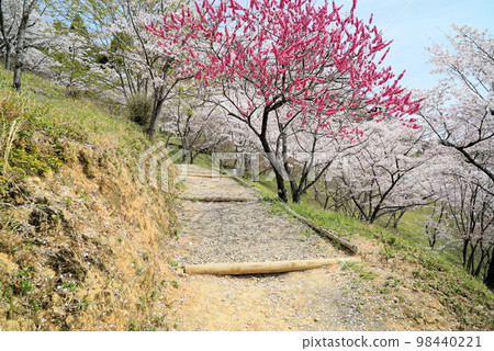 藍天和櫻花_蘭丸故鄉之森 98440221