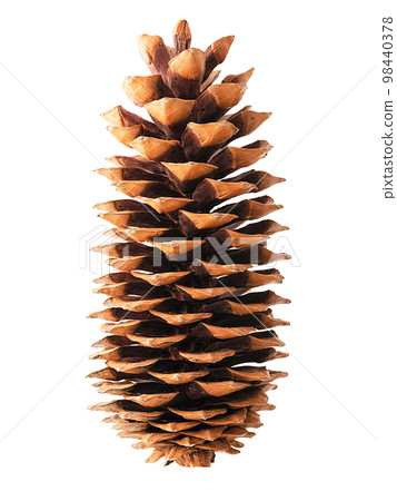 Big cone of evergreen coniferous tree isolated 98440378