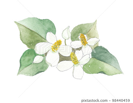 Dogwa十種藥物 98440459