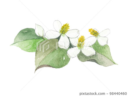 Dogwa十種藥物 98440460