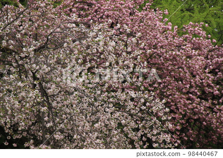 八重櫻一葉關山春景 98440467