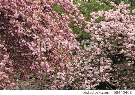 八重櫻一葉關山春景 98440468