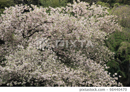 八櫻一葉春景 98440470