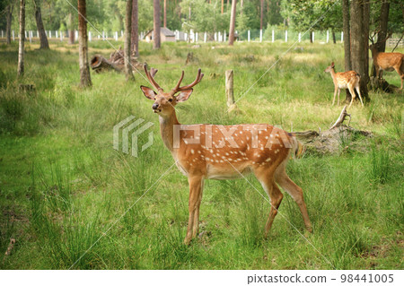 Spotted young male deer in the aviary of the reserve. Protection of the environment and its inhabitants. Wild herbivorous horned animals in captivity Spotted young male deer in the aviary of the reserve. Protection of the environment and its inhabitants. Wild herbivorous horned animals in captivity 98441005