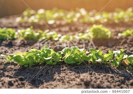Young lettuce and spinach leaves in the garden hardly grow at sunset . Planting vegetation and greenery in greenhouses. Growing plants on farmland 98441007