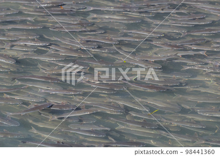 [Kurokawa] A flock of mullet running up Horikawa 98441360