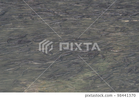 [Kurokawa] A flock of mullet running up Horikawa 98441370