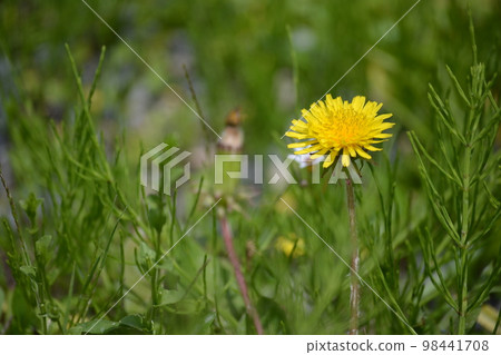 開花在領域的唯一蒲公英 開花在領域的唯一蒲公英 98441708