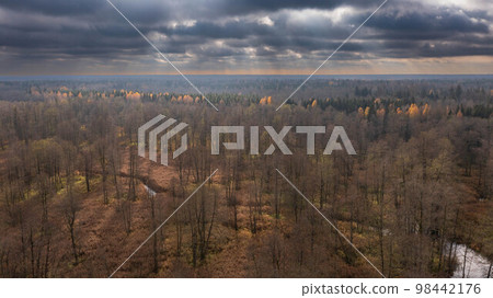 Polish part of Bialowieza Forest to south from Hajnowka Polish part of Bialowieza Forest to south from Hajnowka 98442176