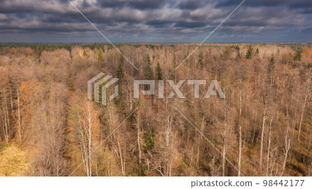 Polish part of Bialowieza Forest to east from Hajnowka  98442177