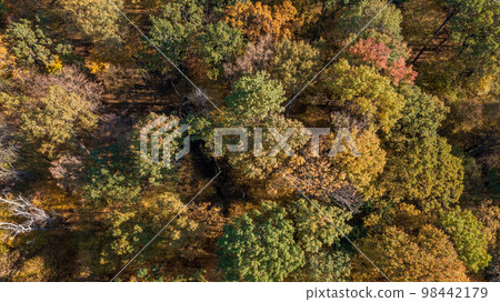 Polish part of Bialowieza Forest to east from Hajnowka  98442179