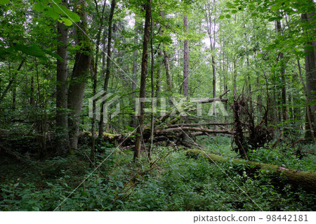 Alder tree deciduous stand in summer 98442181