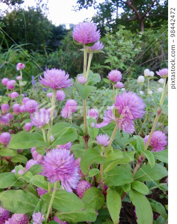 Sennichiko（戰國） 98442472