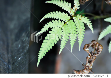 fern ,Nephrolepis cordifolia or Chain Fern 98442591
