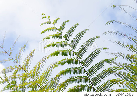 Golden Moss or Chain Fern ,Cibotium barometz or Nephrolepis cordifolia  and sky 98442593
