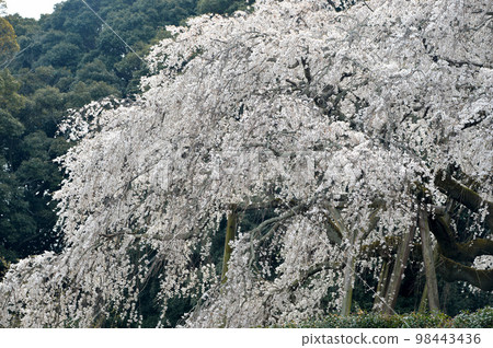 愛知縣岡崎市奧山田的垂枝櫻花 愛知縣岡崎市奧山田的垂枝櫻花 98443436