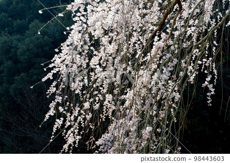Weeping cherry blossoms in Okuyamada, Okazaki City, Aichi Prefecture Weeping cherry blossoms in Okuyamada, Okazaki City, Aichi Prefecture 98443603