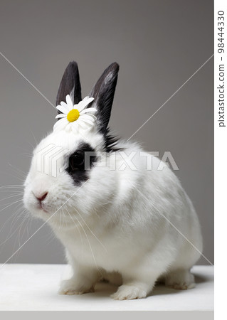 white rabbit with flower on head. Funny fluffy rabbit white rabbit with flower on head. Funny fluffy rabbit 98444330