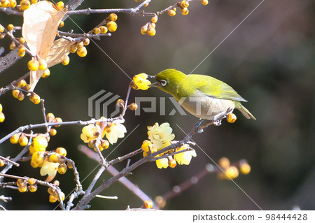 A small and cute Japanese white-eye perched on a depressing tree in early spring A small and cute Japanese white-eye perched on a depressing tree in early spring 98444428