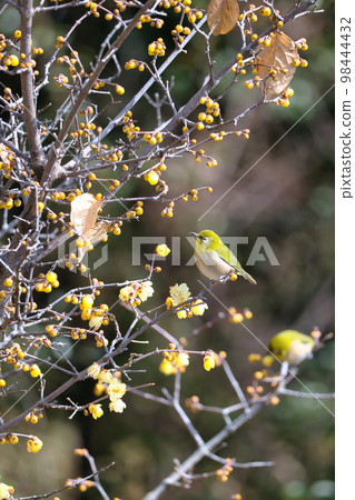 A small and cute Japanese white-eye perched on a depressing tree in early spring A small and cute Japanese white-eye perched on a depressing tree in early spring 98444432