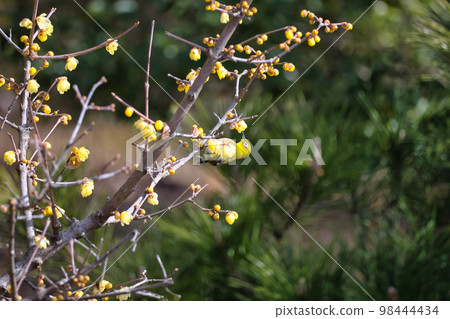 A small and cute Japanese white-eye perched on a depressing tree in early spring A small and cute Japanese white-eye perched on a depressing tree in early spring 98444434