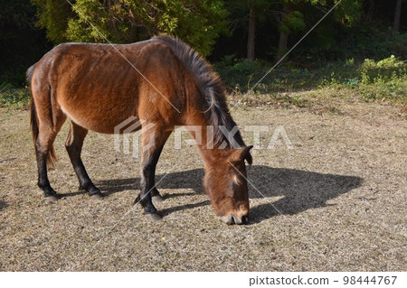 Toi Misaki Misakiuma Miyazaki Toi Misaki Misakiuma Miyazaki 98444767