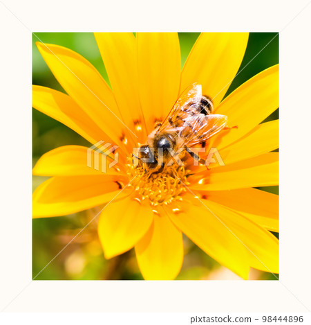 A bee on a yellow gerbera flower. A bee on a yellow gerbera flower. 98444896