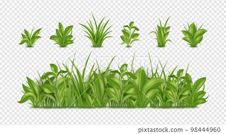 3d green grass, garden weed. Realistic farm summer field for herbal landscape, sprouts in meadow, spring outdoor border. Botanical border and isolated 3d elements. Vector illustration set 3d green grass, garden weed. Realistic farm summer field for herbal landscape, sprouts in meadow, spring outdoor border. Botanical border and isolated 3d elements. Vector illustration set 98444960