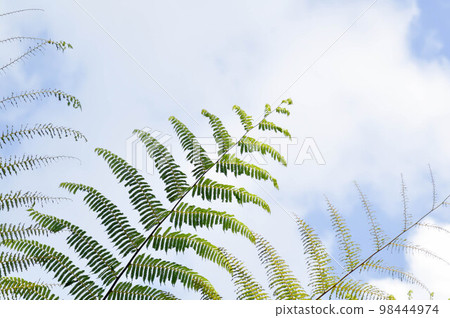 Golden Moss or Chain Fern ,Cibotium barometz or Nephrolepis cordifolia  and sky 98444974